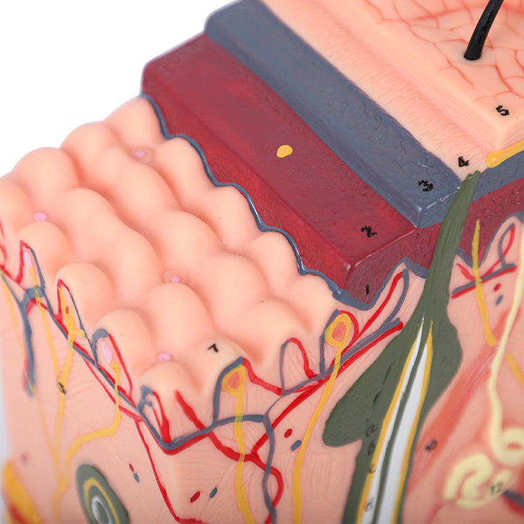 PMU Teaching supplies Skin Tissue Stratification/Skin Structure Mold