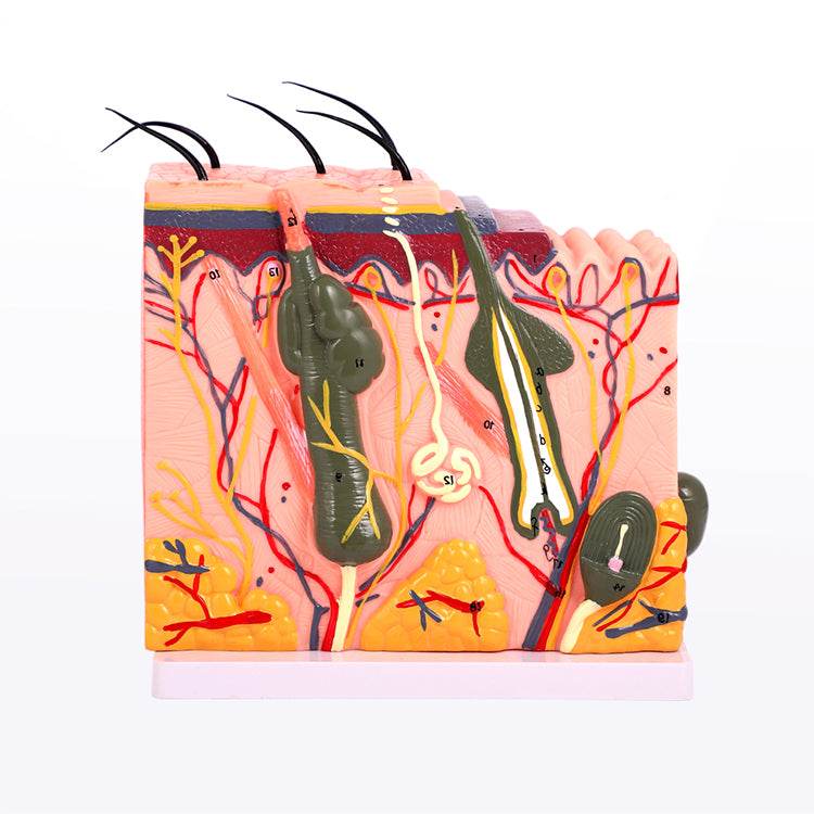 PMU Teaching supplies Skin Tissue Stratification/Skin Structure Mold