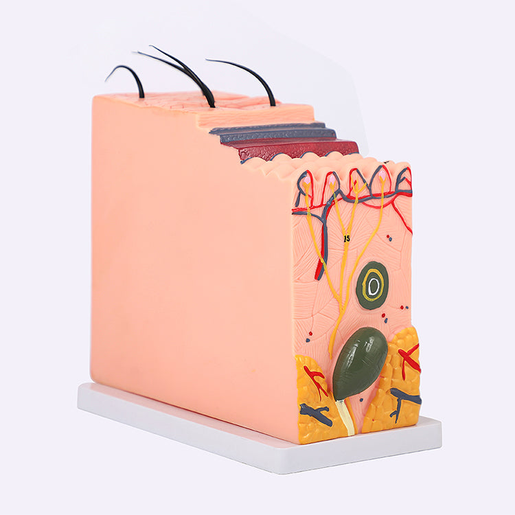 PMU Teaching supplies Skin Tissue Stratification/Skin Structure Mold