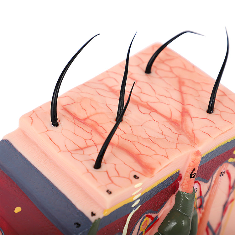 PMU Teaching supplies Skin Tissue Stratification/Skin Structure Mold