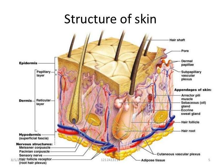 PMU Teaching supplies Skin Tissue Stratification/Skin Structure Mold