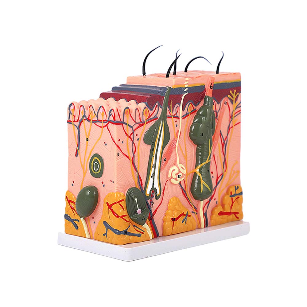 PMU Teaching supplies Skin Tissue Stratification/Skin Structure Mold