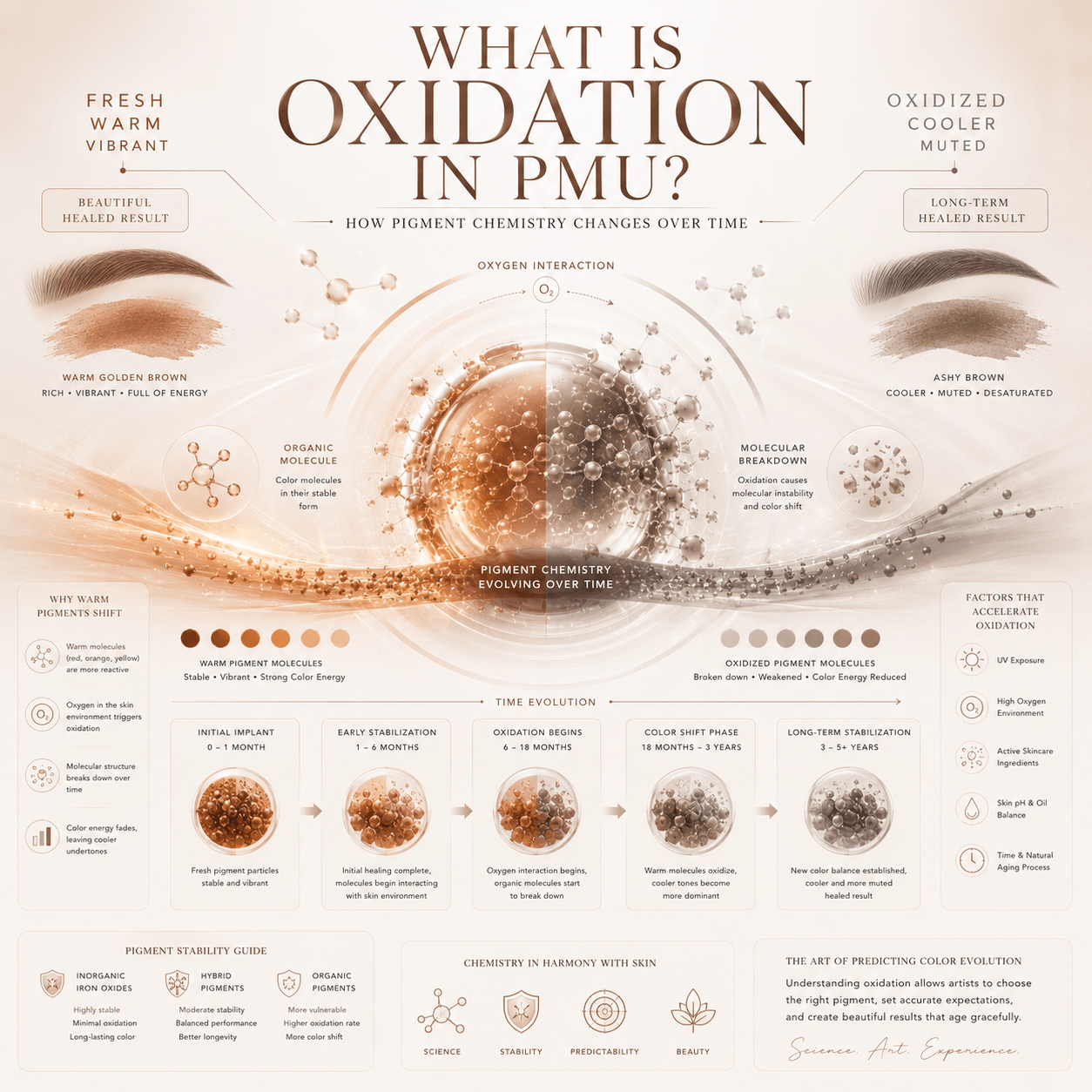 Luxury scientific illustration showing how PMU pigment oxidation gradually changes warm pigment molecules into cooler and muted healed tones over time.