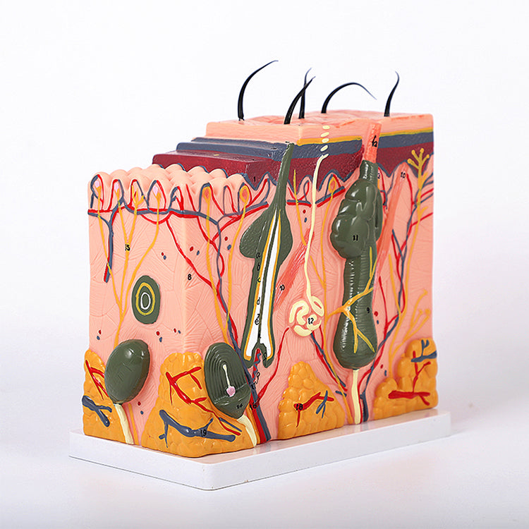 PMU Teaching supplies Skin Tissue Stratification/Skin Structure Mold